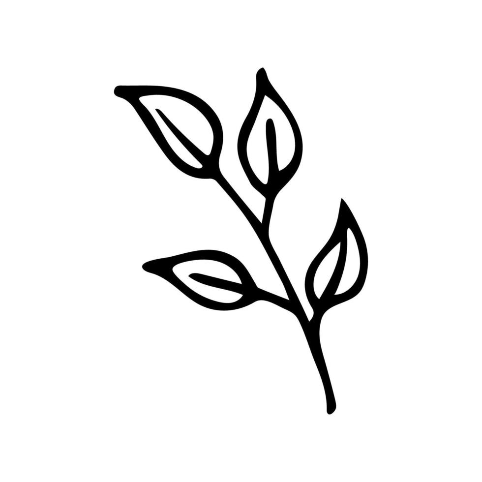 Hand drawn doodle branch with leaves. Vector black and white twig ...