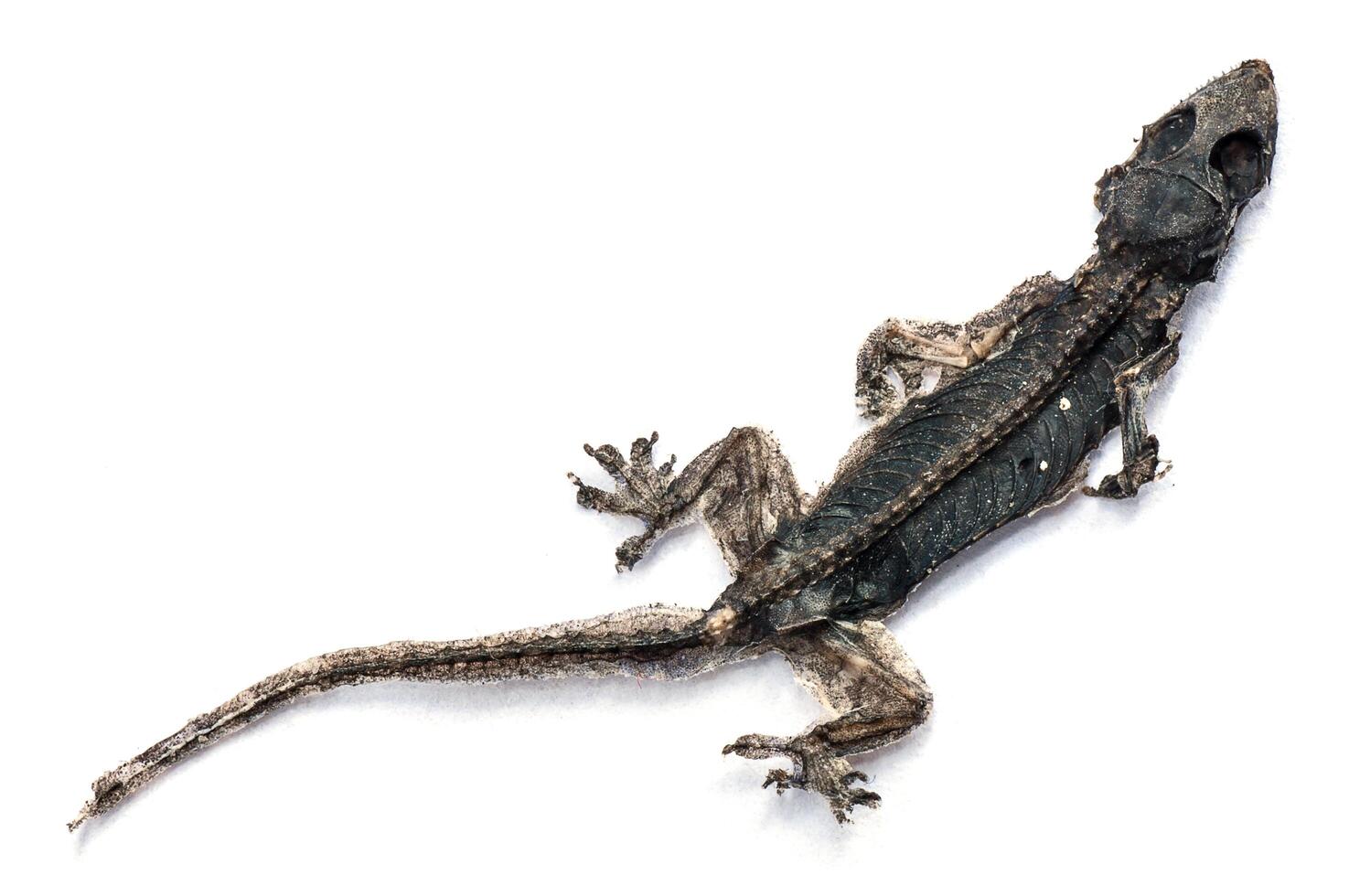 Dried dead small lizard showing its body skeleton isolated on white photo