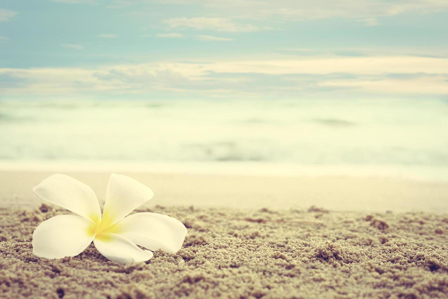 Vintage style photo of white plumeria on beach over sea wave and sky background