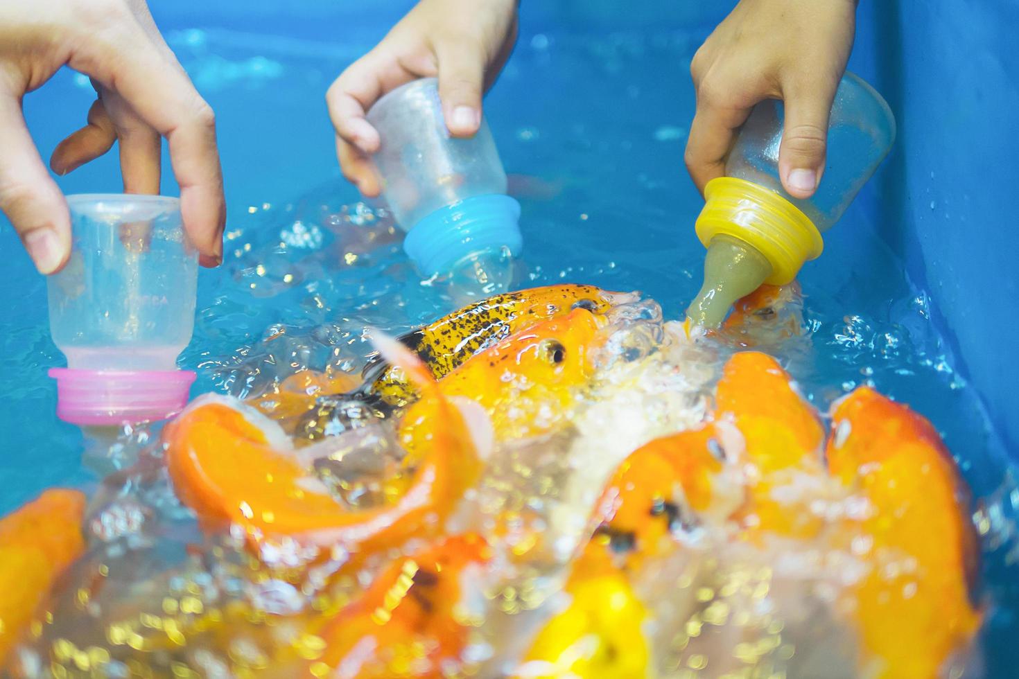 niños alimentando algas en botella a peces carpa foto