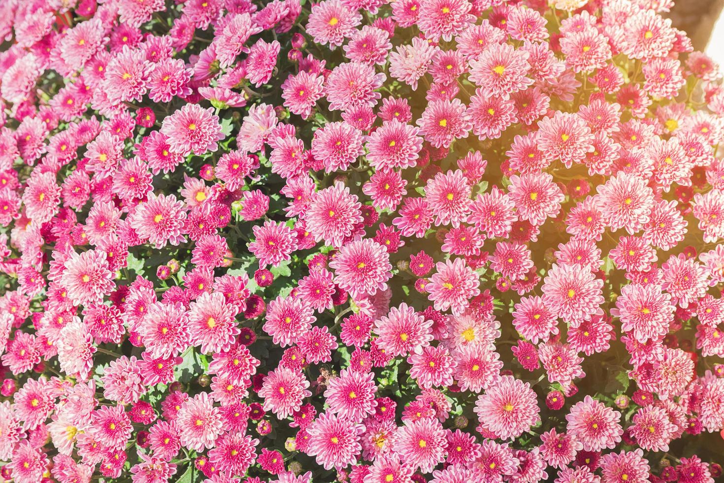 Pink flower garden background photo