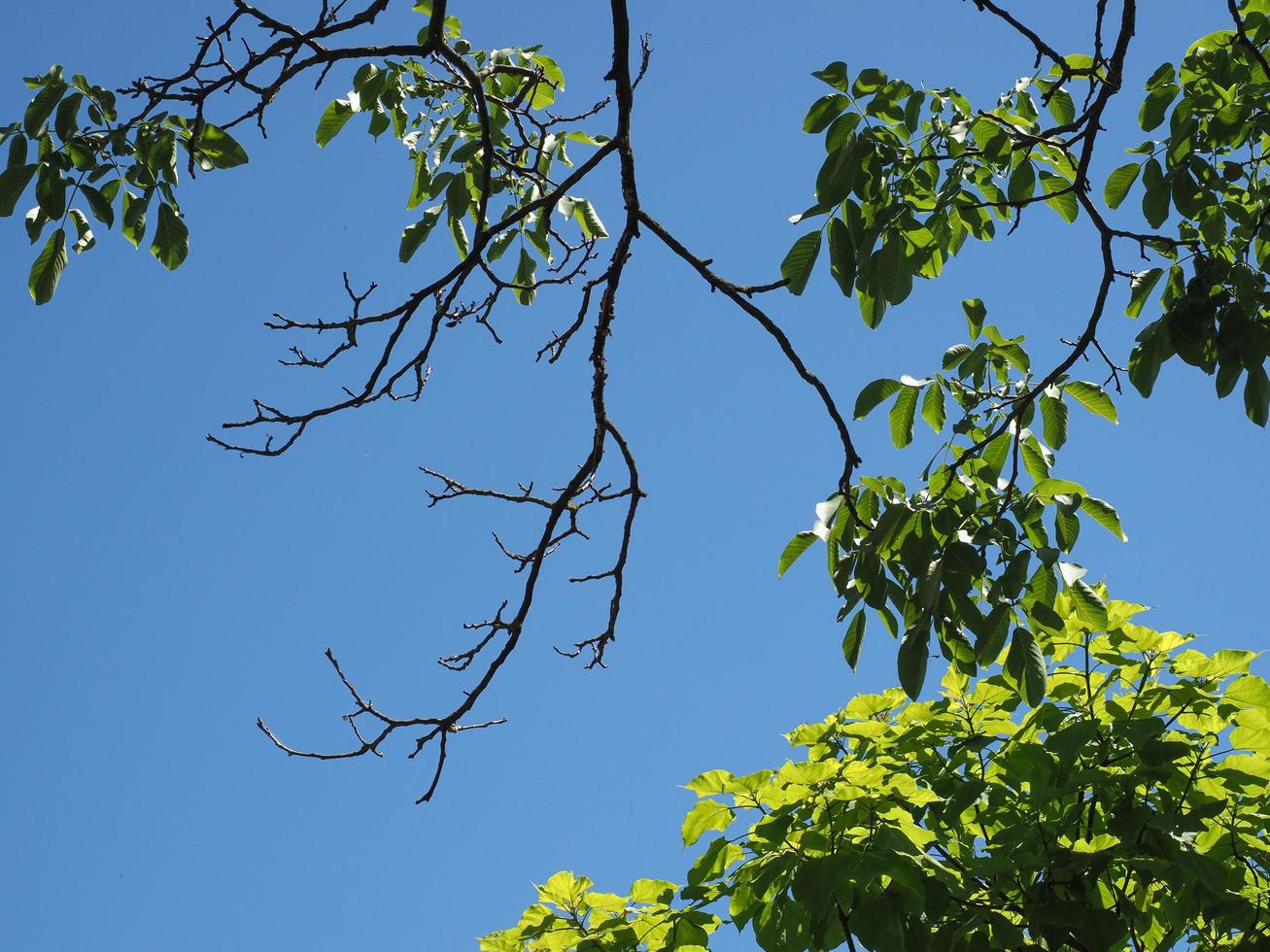 tree branches over blue sky photo
