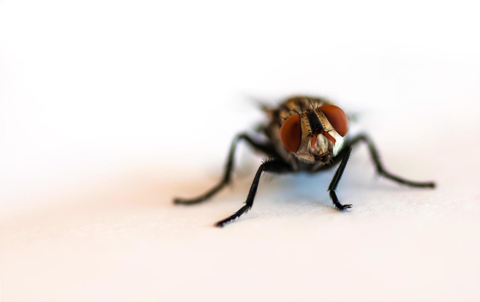 Close up fly focus on head part over white background photo