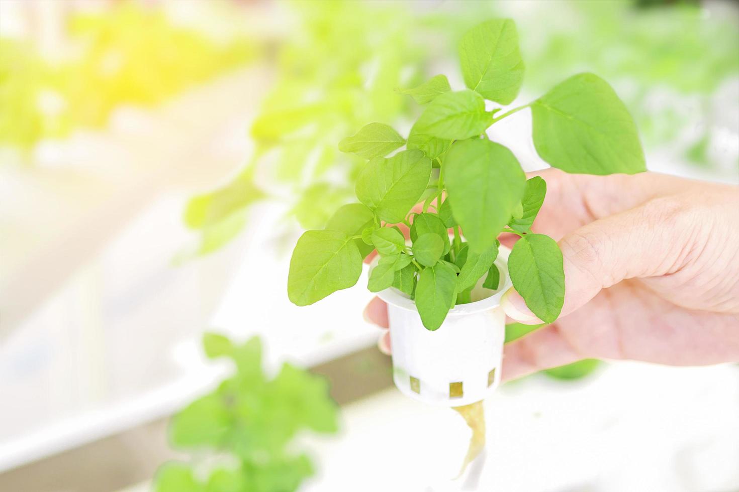 Warm tone color of small green spinach hydroponic vegetables in lady hand photo