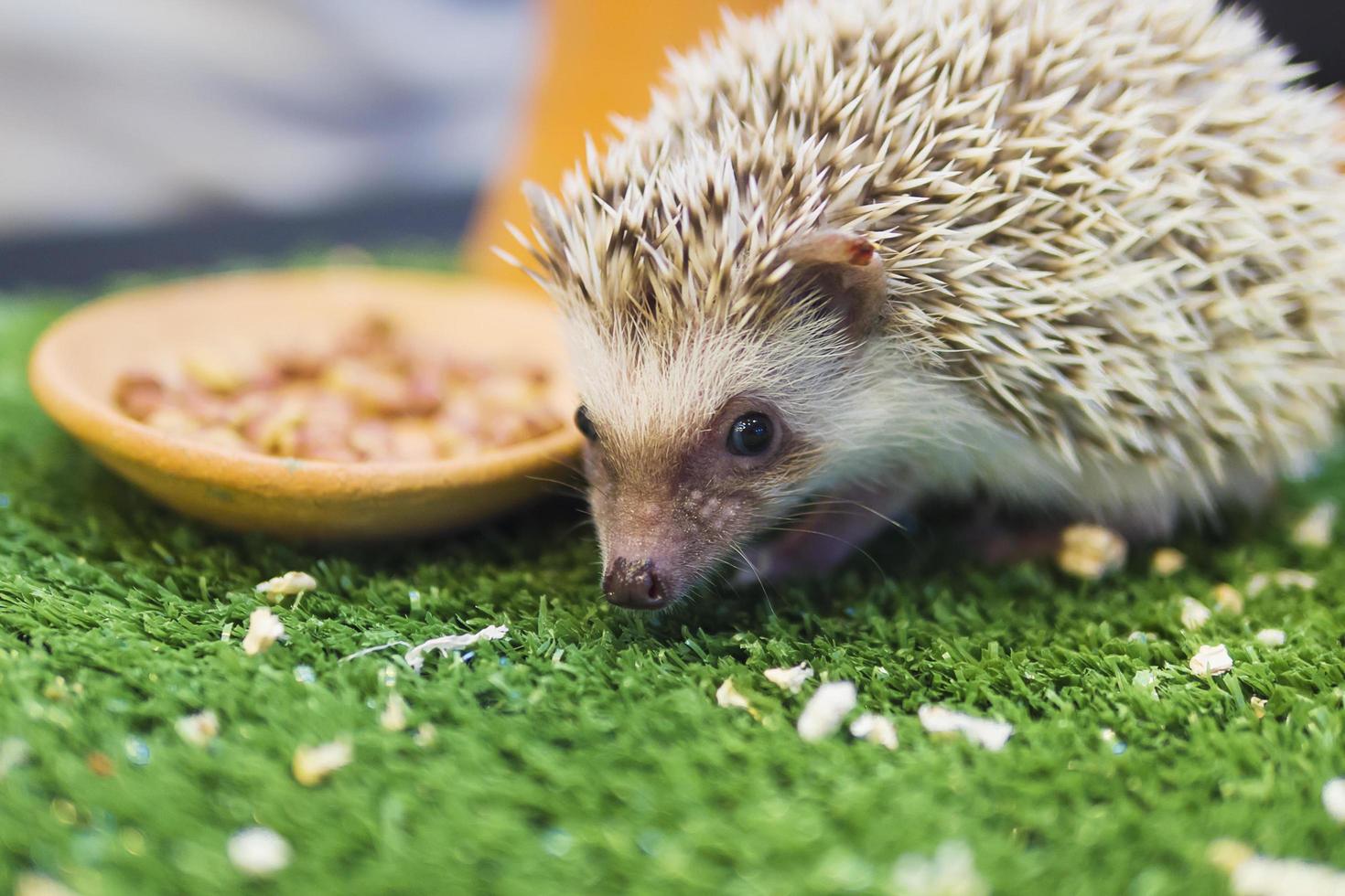 Dwarf porcupine eating food in mimic green garden photo