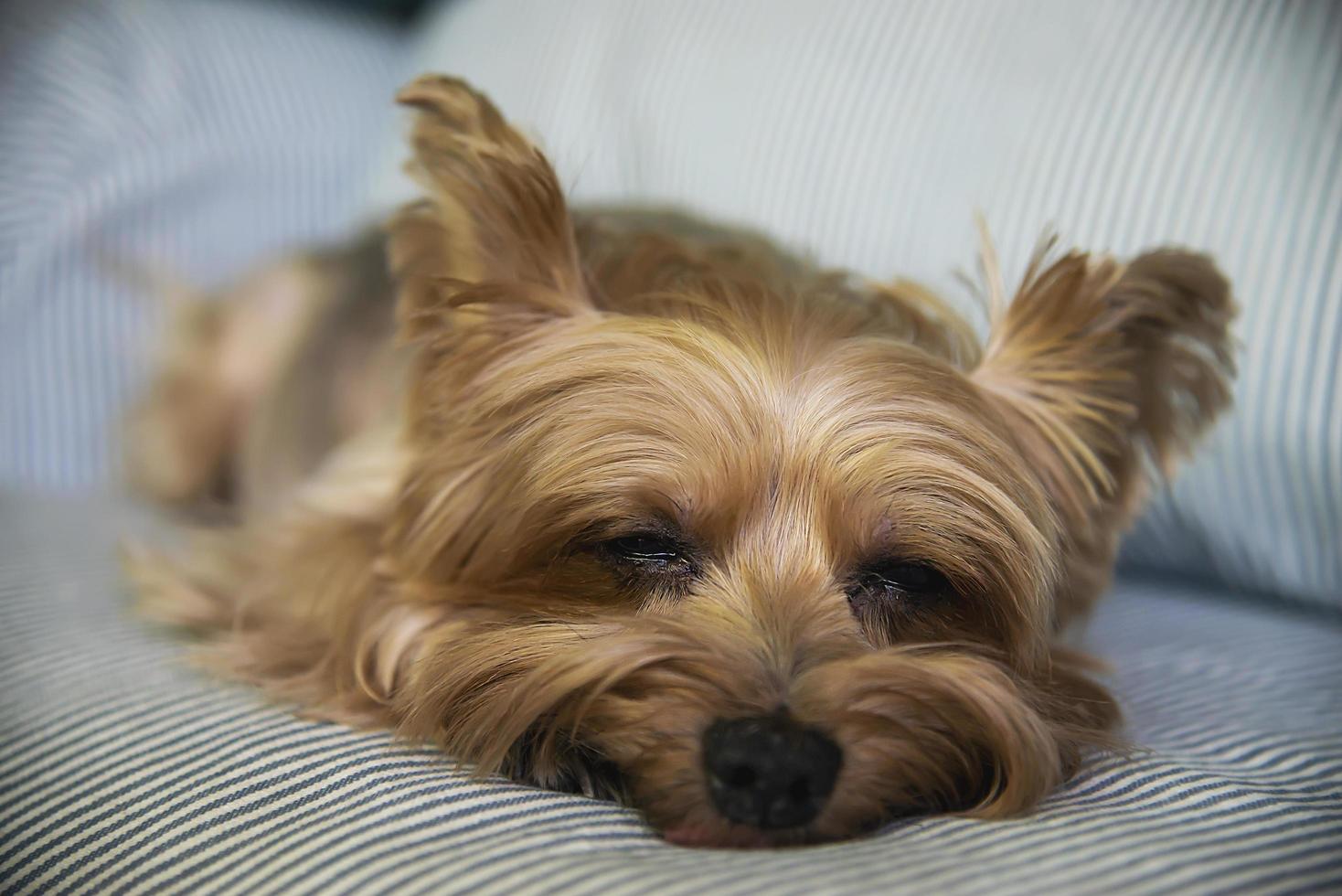 adorable perro yorkshire terrier bronceado - concepto de perro doméstico pequeño foto