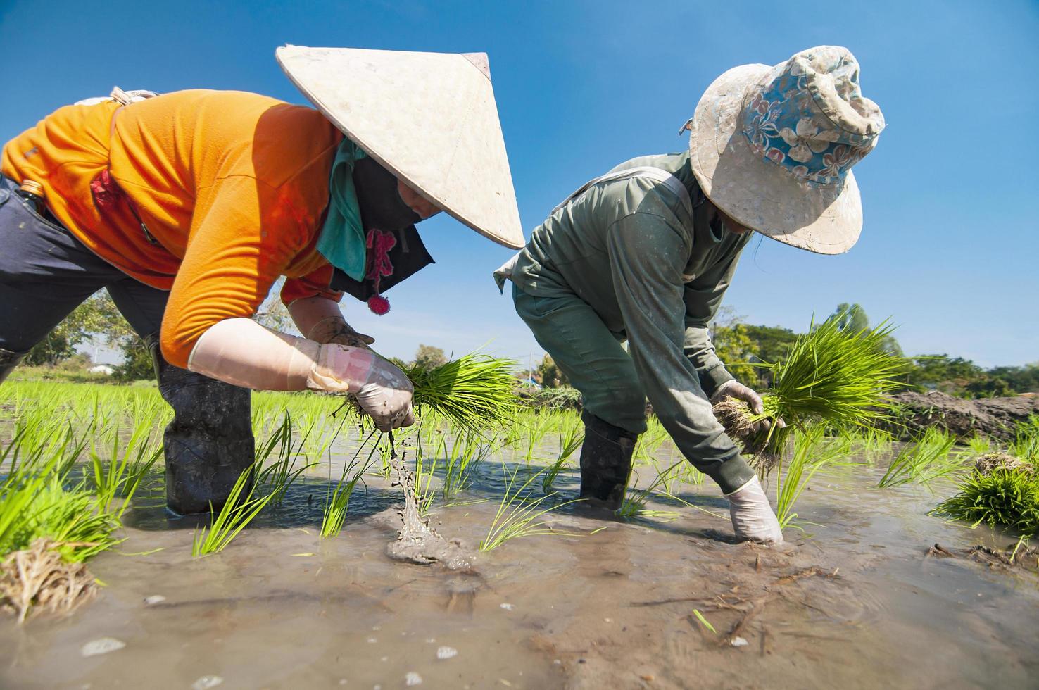 los agricultores asiáticos están cultivando arroz en el campo de arroz local - el sustento de los agricultores locales en el concepto de plantaciones rurales agrícolas de arroz foto