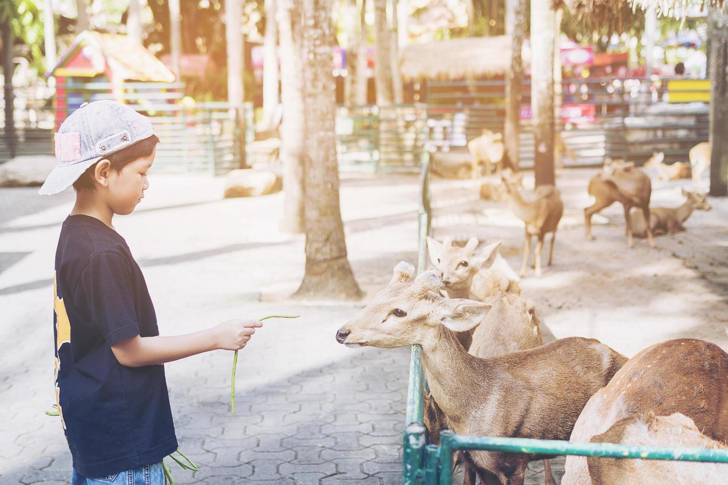 Kid is feeding food to deer happily photo