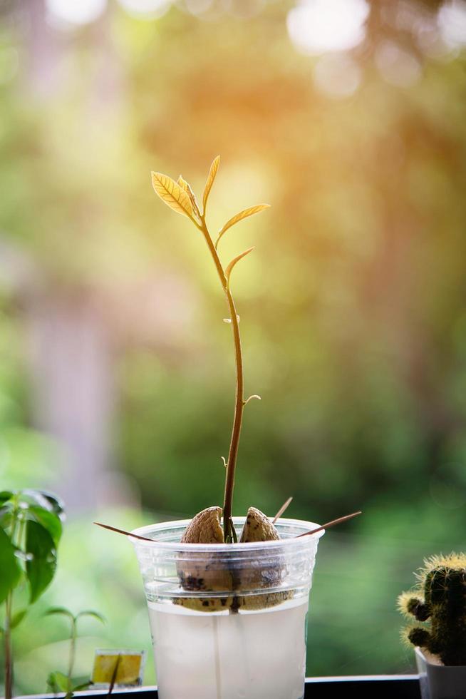 Avocado planting in water cup - home gardening peaceful nature concept photo