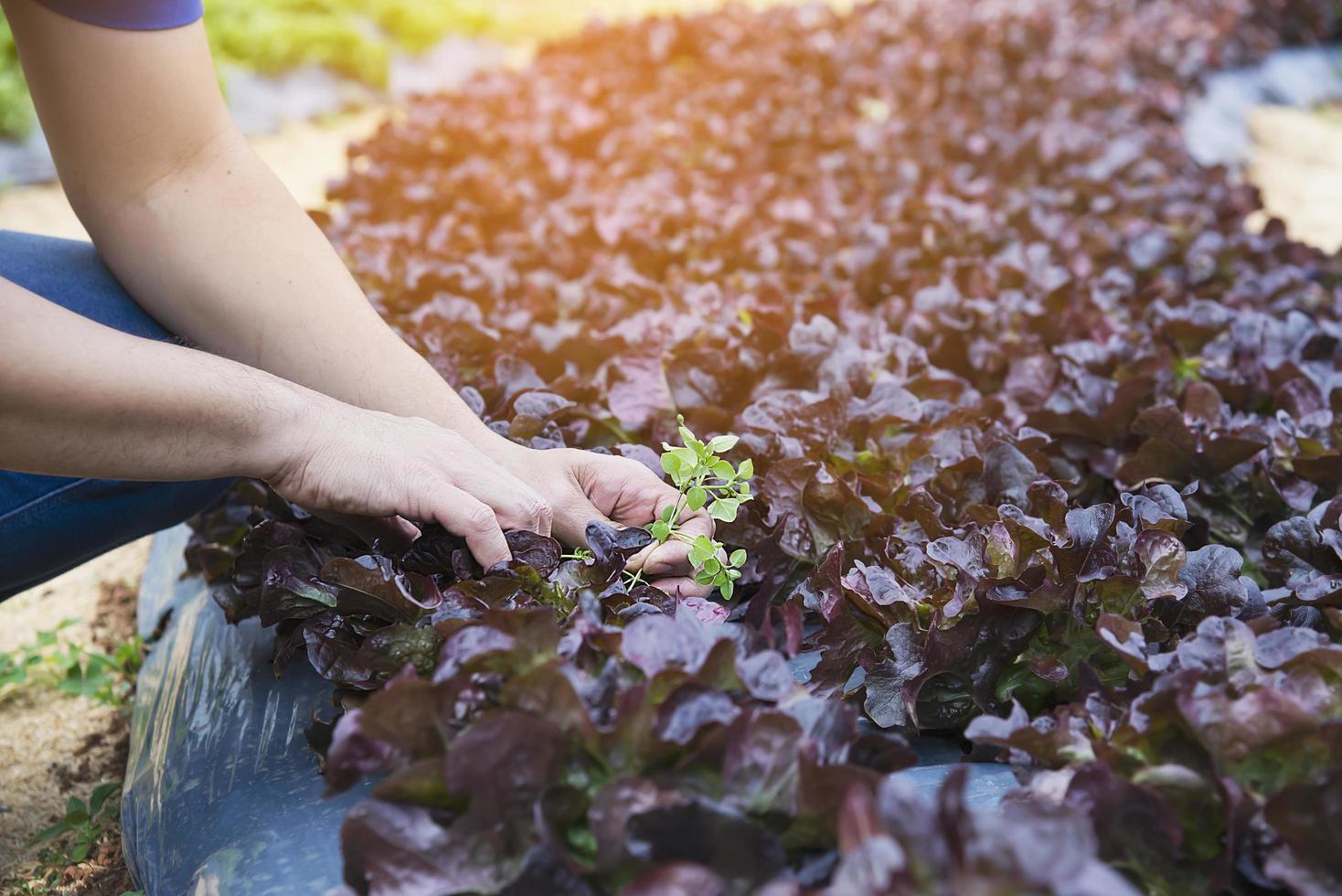 Farm man clearing out weed in his organic Red Oak lettuce vegetable garden photo