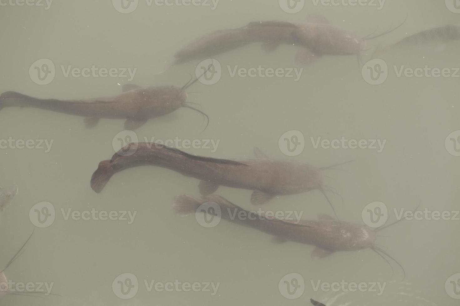 Catfish swims in a lake and swamp in Israel photo