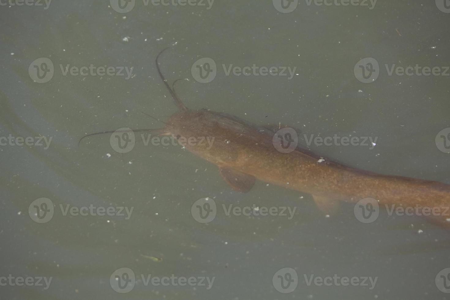 Catfish swims in a lake and swamp in Israel photo