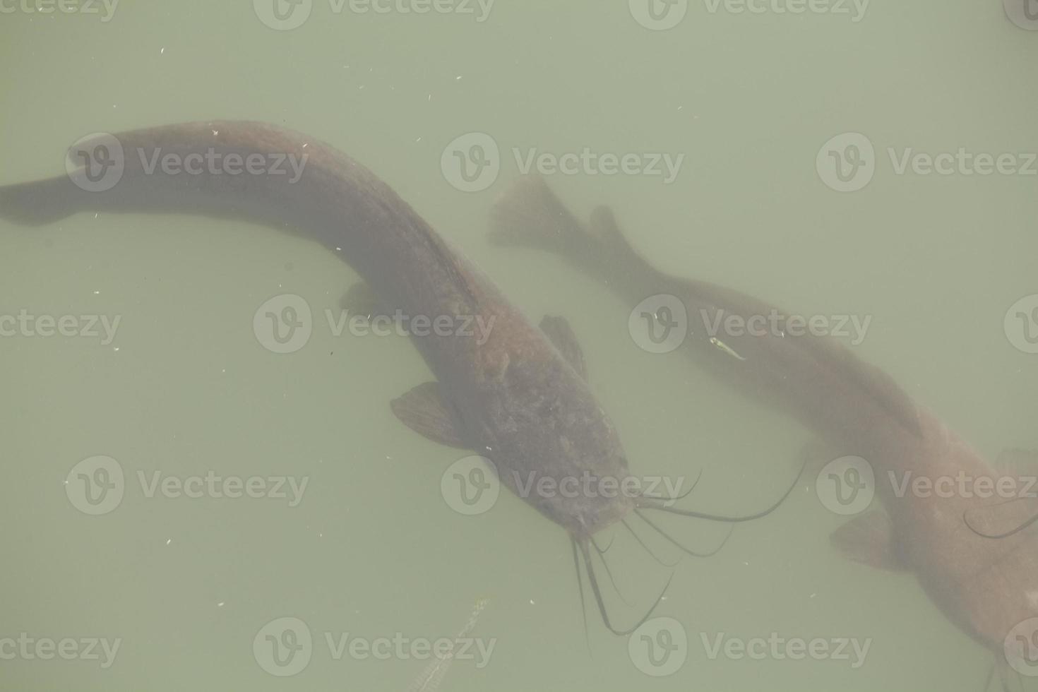 Catfish swims in a lake and swamp in Israel photo