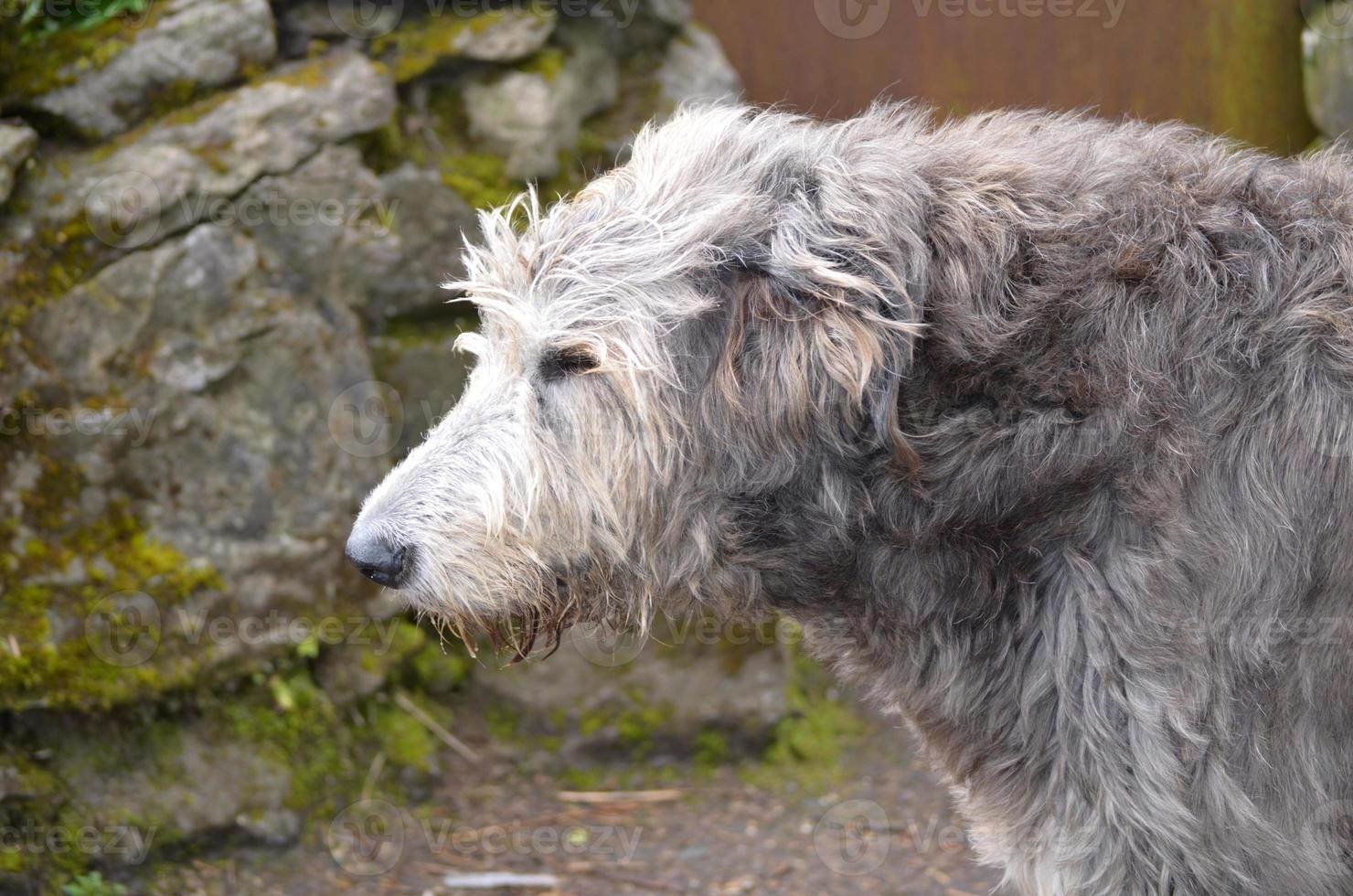 perfil de un perro lobo irlandés en irlanda foto