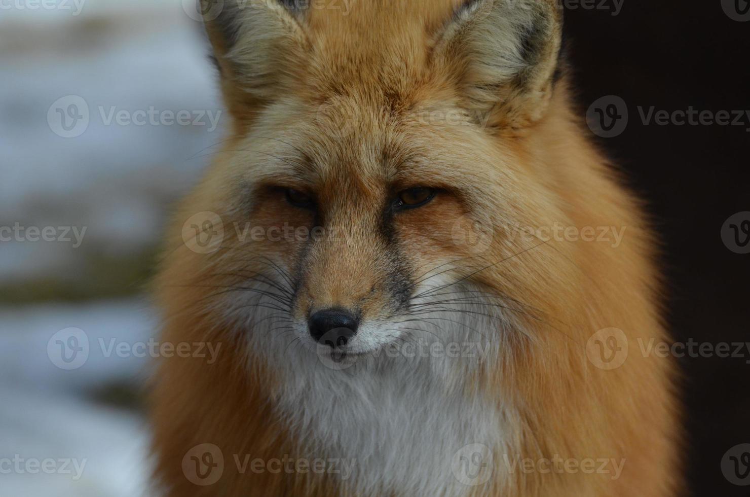 Sweet Red Fox Face photo