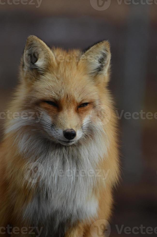 Perfect Fluffy Red Fox photo