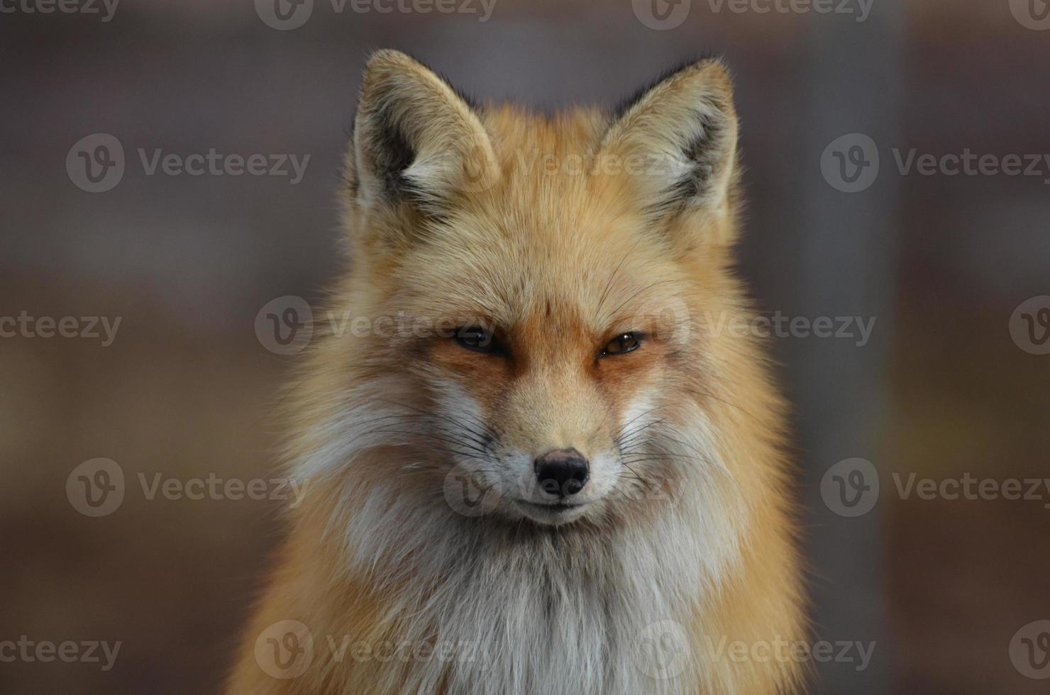 Startlingly Beautiful Glaring Red Fox photo