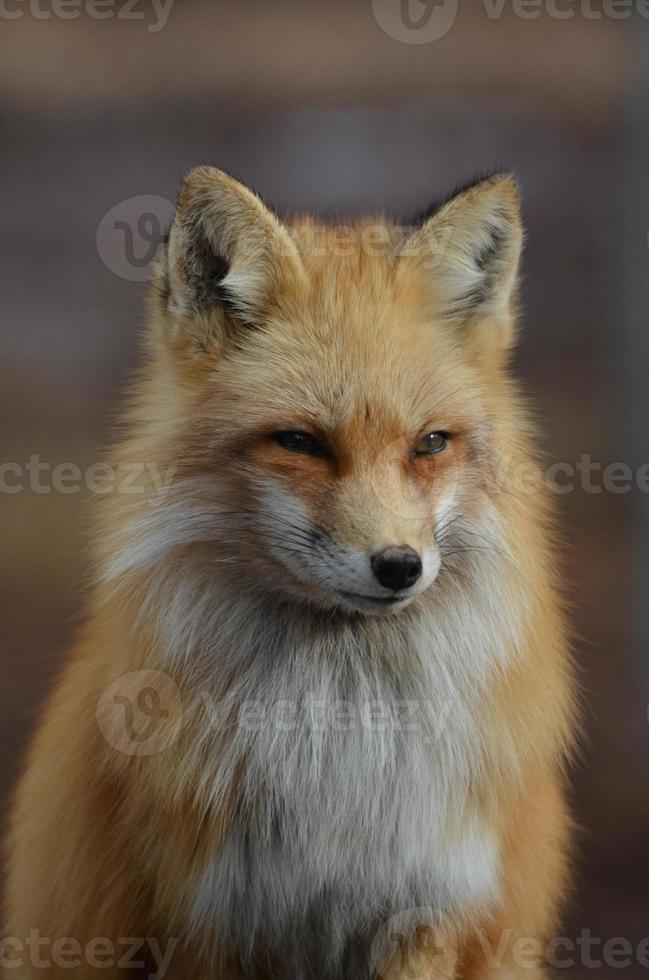 Beautiful Face of a Red Fox photo