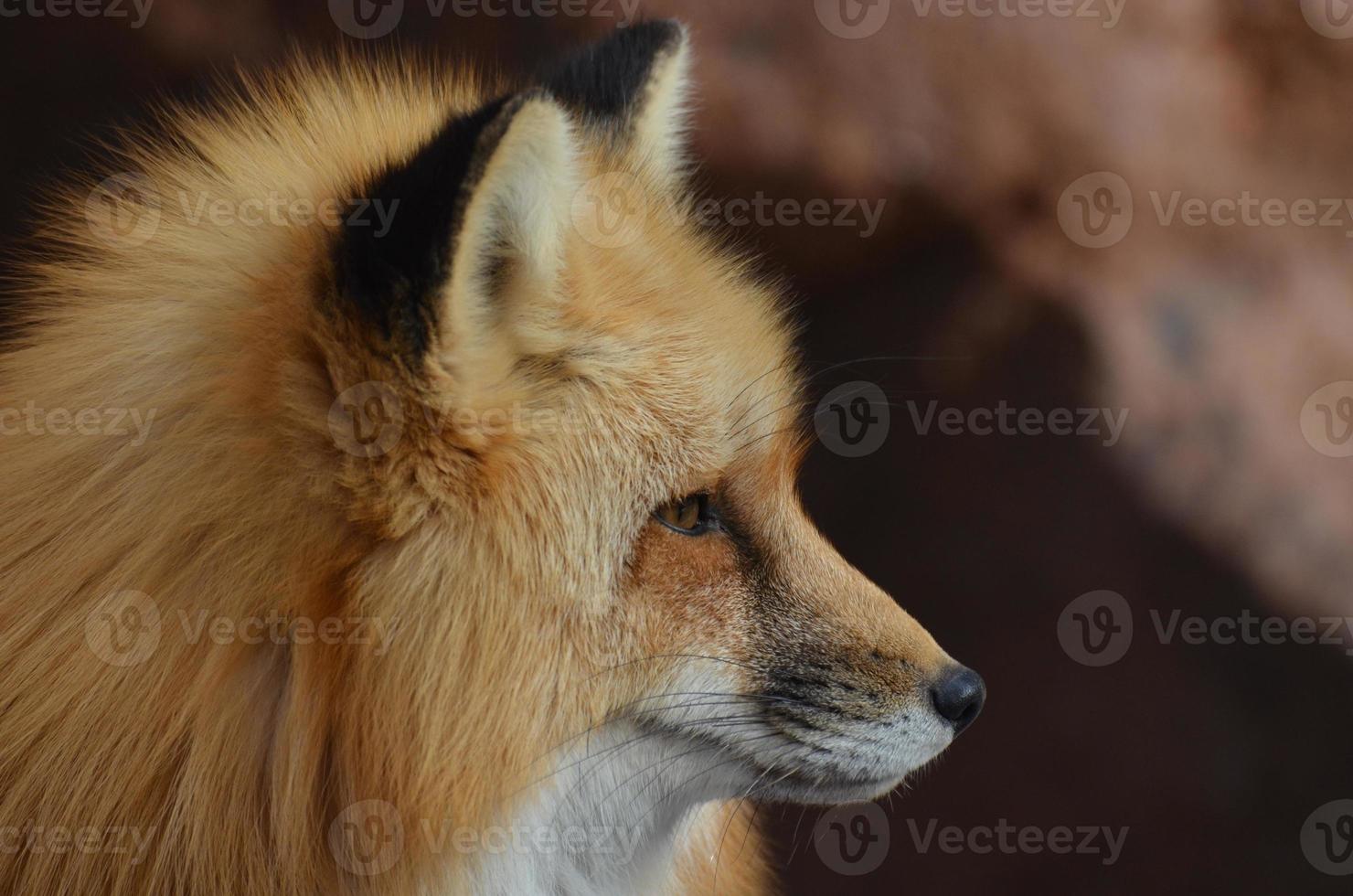 Red Fox Profile photo