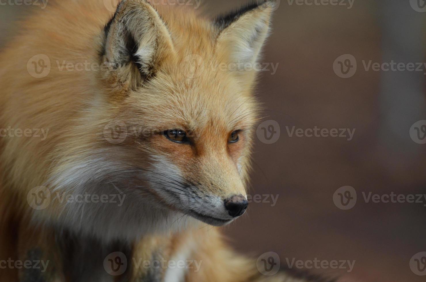 Crouching Red Fox photo