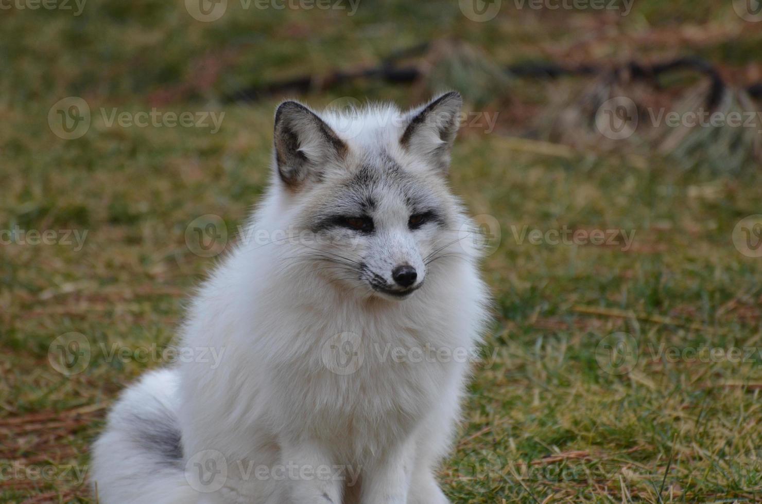 Beautiful Face of a Swift Fox photo