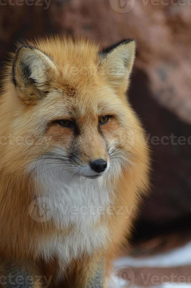 Gorgeous Red Fox Up Close photo