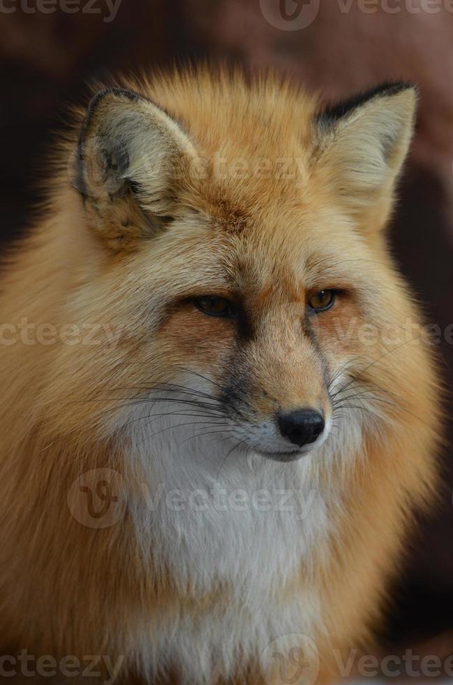 Beautiful Markings on the Face of a Red Fox photo