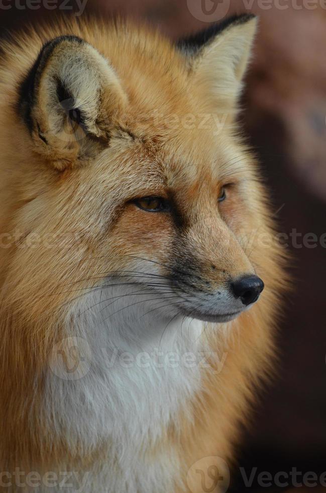 Wild Red Fox Face photo