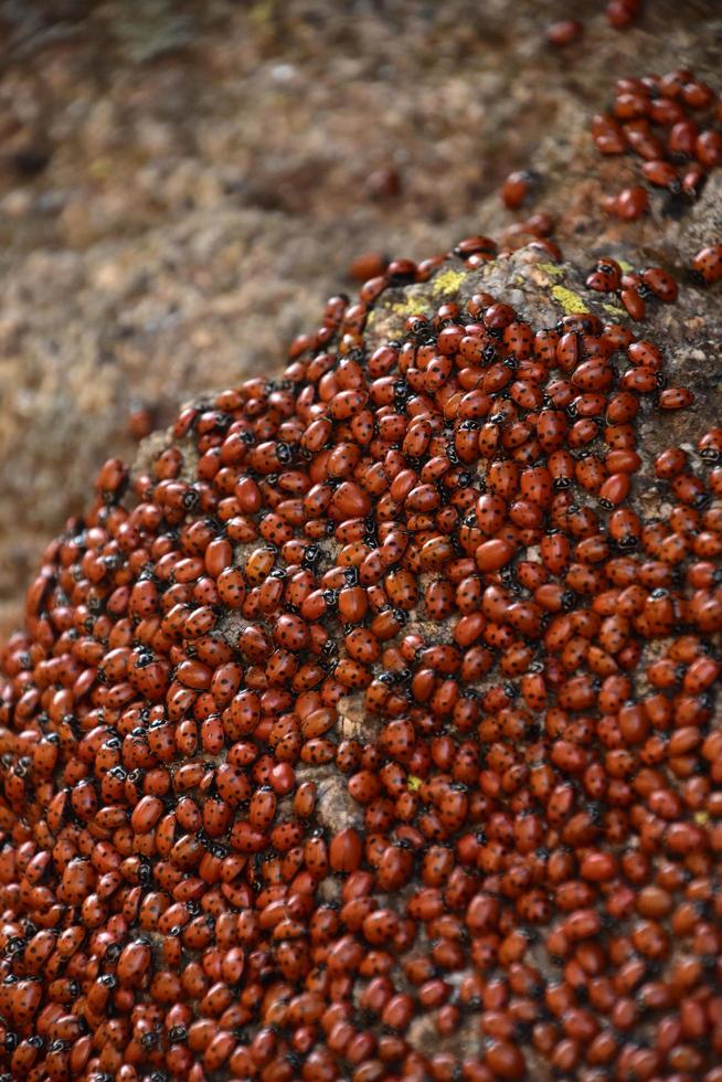 Colony of Lady Bugs Crawling on a Large Rock photo