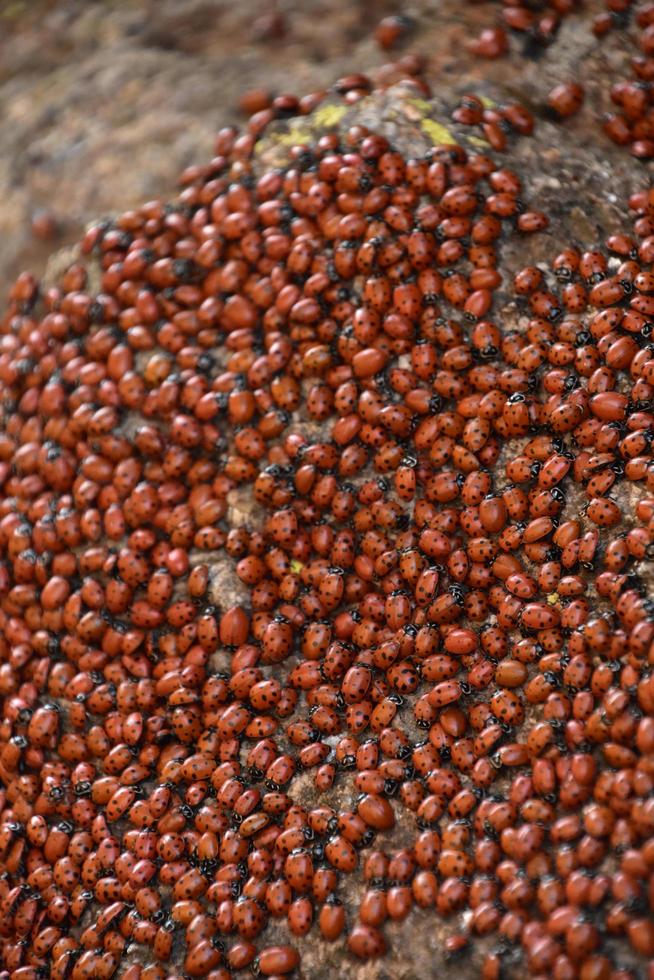 Bunch of Lady Bugs Creeping on a Rock photo