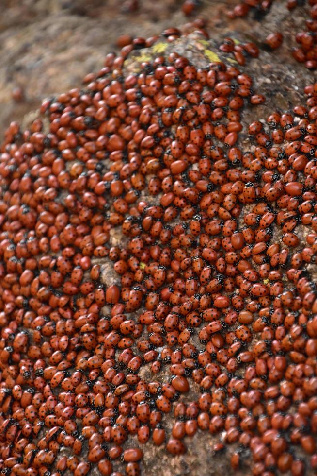 Swarm of Lady Bugs Covering a Large Rock photo