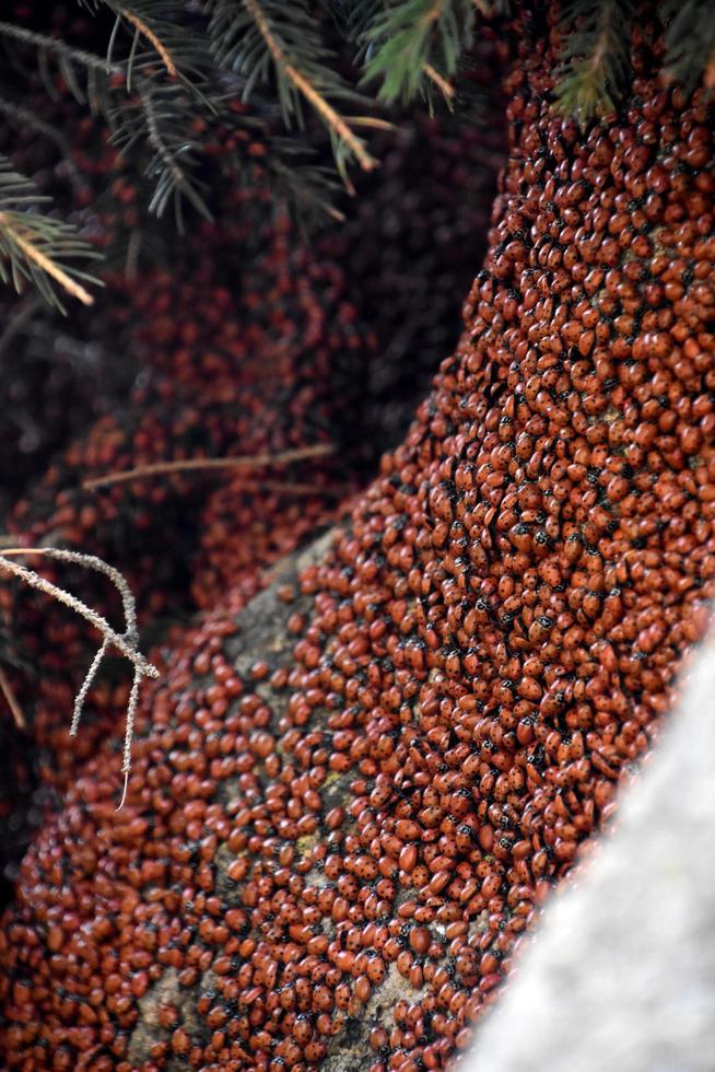 Huge Infestation of Lady Bugs on a Rock photo