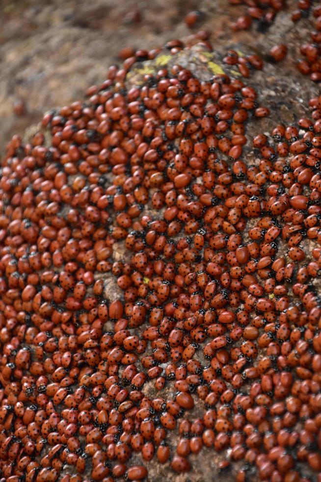 Large Infestation of Lady Bugs on a Rock photo