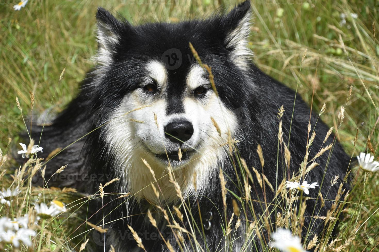 Husky Dog Gazing Through Tall Grass in the Summer photo