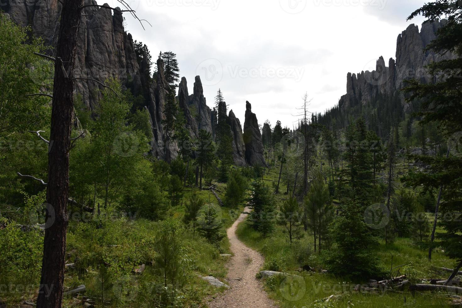 Packed Dirt Hiking Trail Through the Wilderness photo