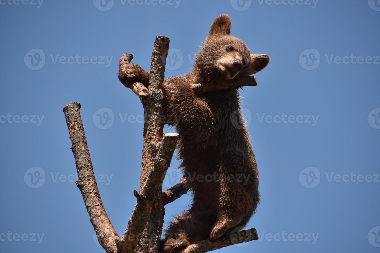 Brown Black Bear Cub Standing on a Tree Branch photo