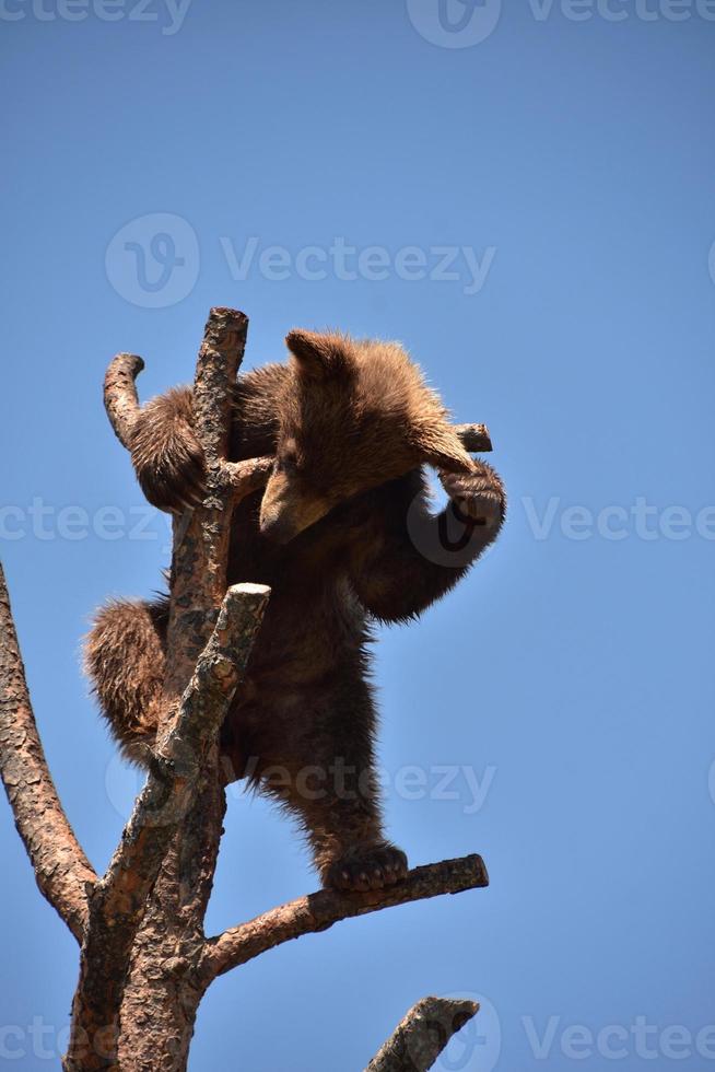 Cute and Playful Black Bear Cub in a Tree photo