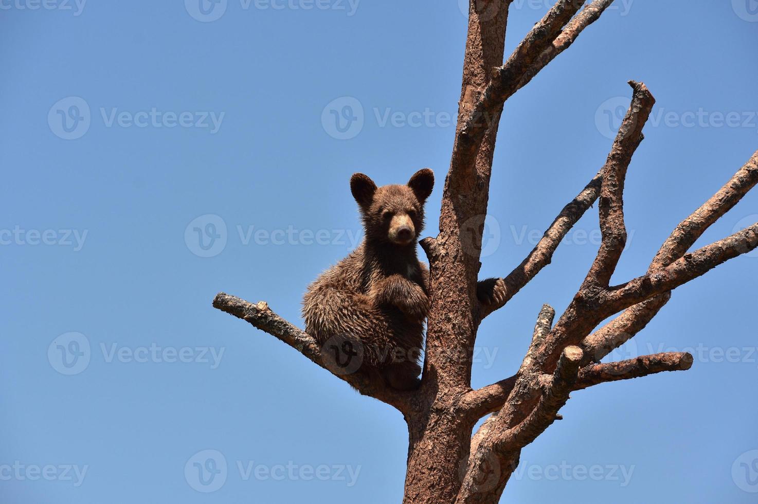 Precious Black Bear Cub Looking Very Cute photo