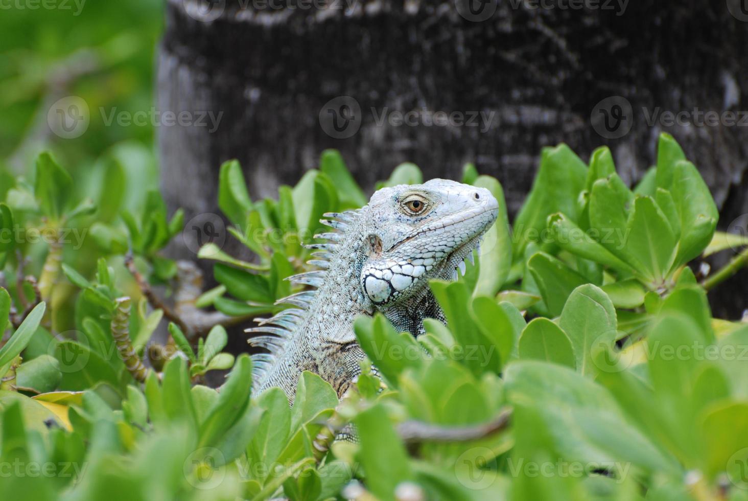 iguana verde claro encima de un arbusto foto