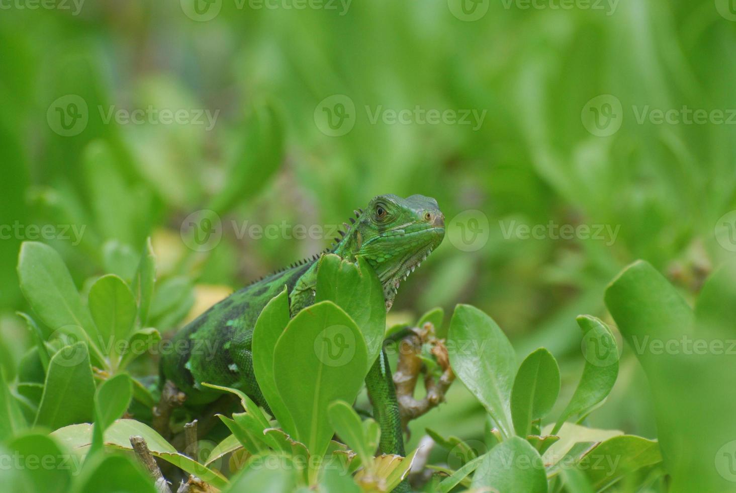 Green Lizard in the Top of a Green Shrub photo