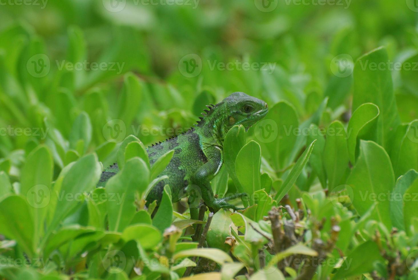 iguana americana verde en arbustos foto