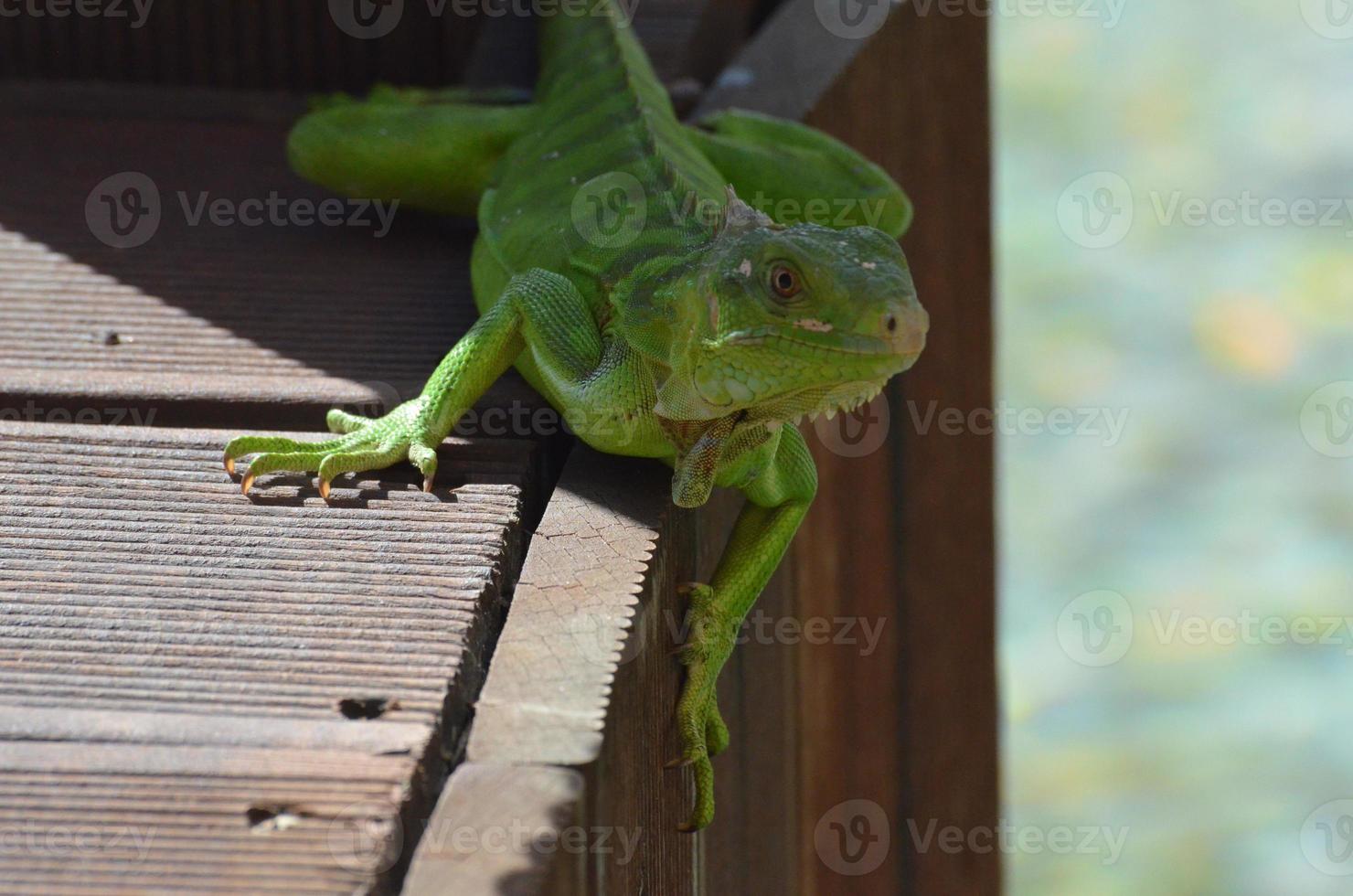 Green Iguana on the Edge of a Bridge photo