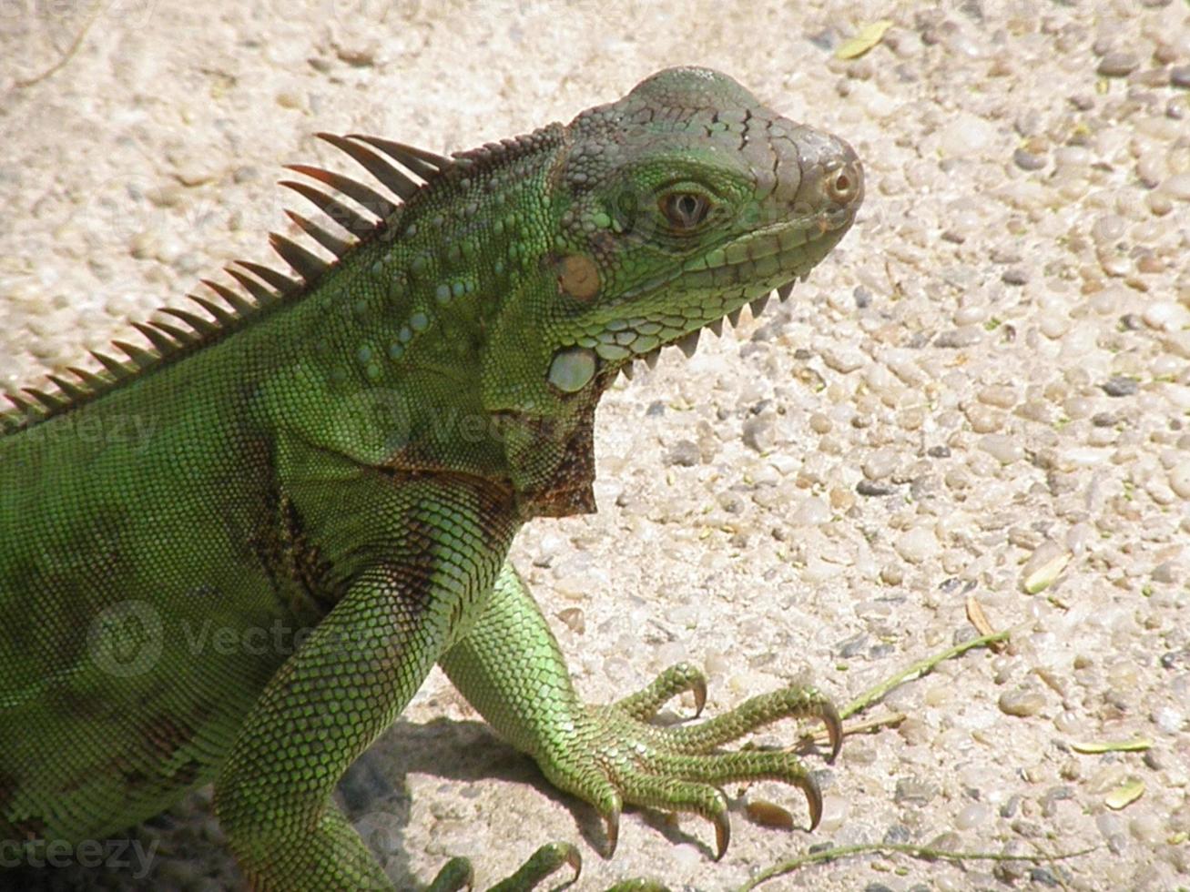 iguana verde en un camino foto