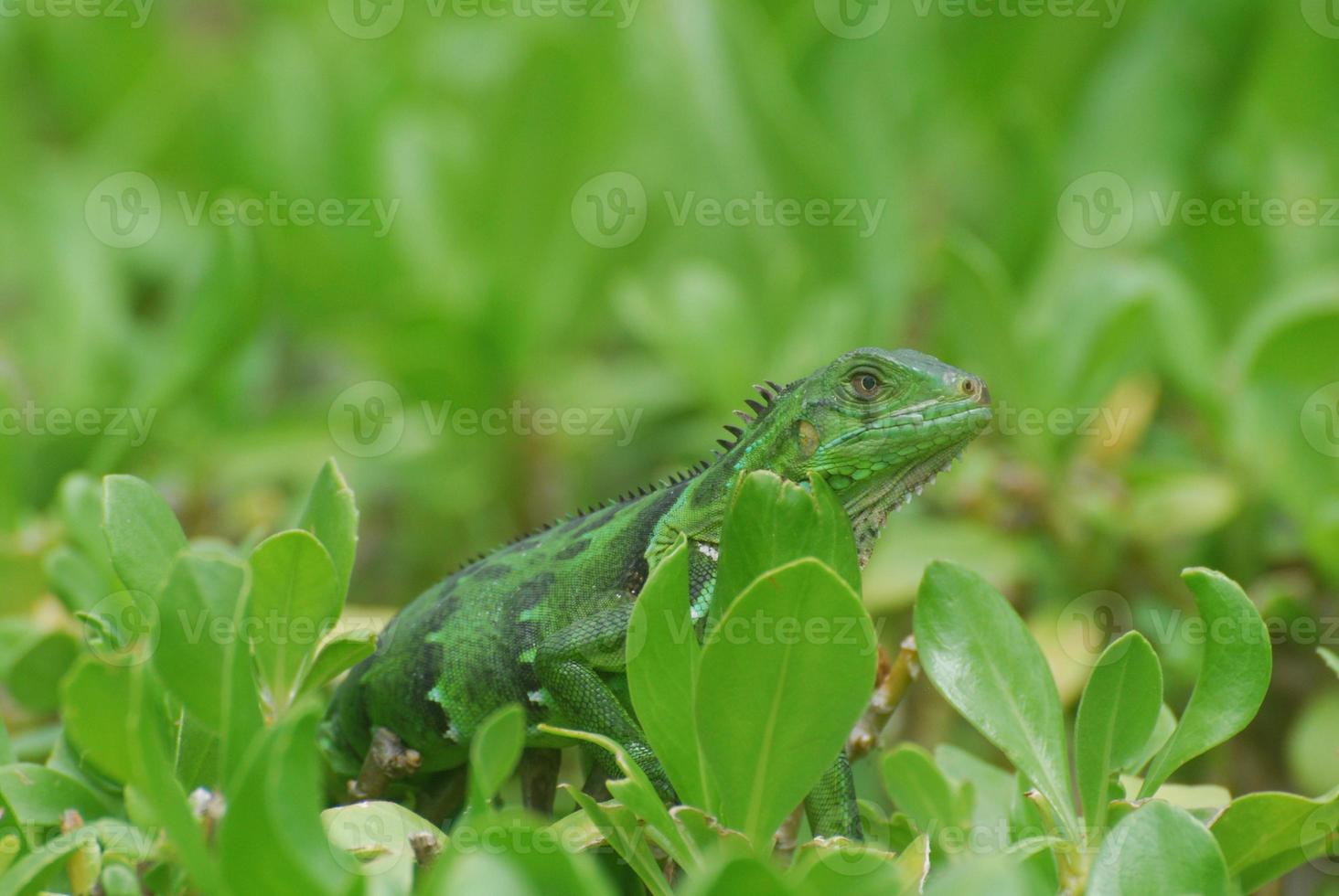 Amazing Green Lizard in Bushes photo