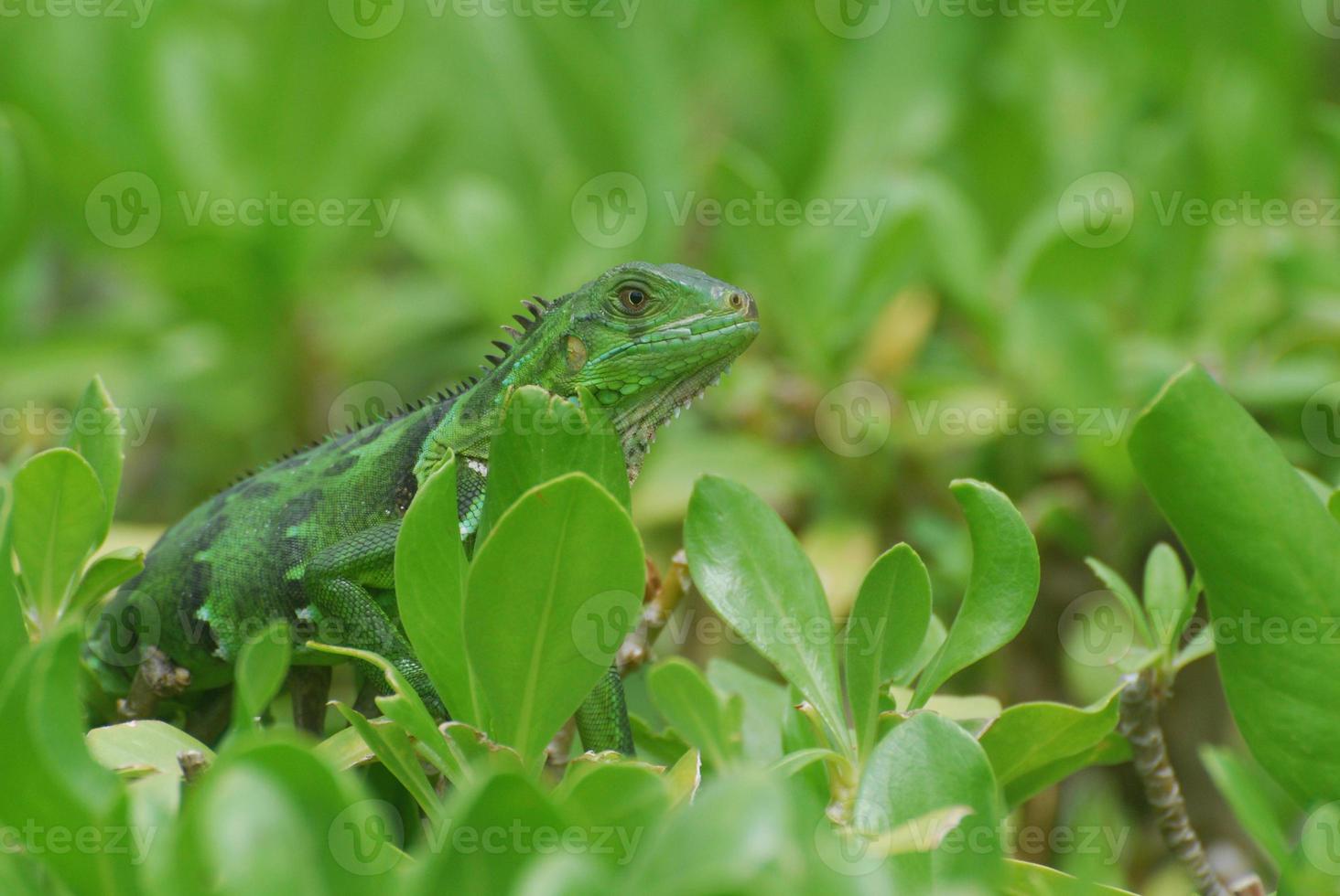 Green American Iguana on the Top of a Shrub photo