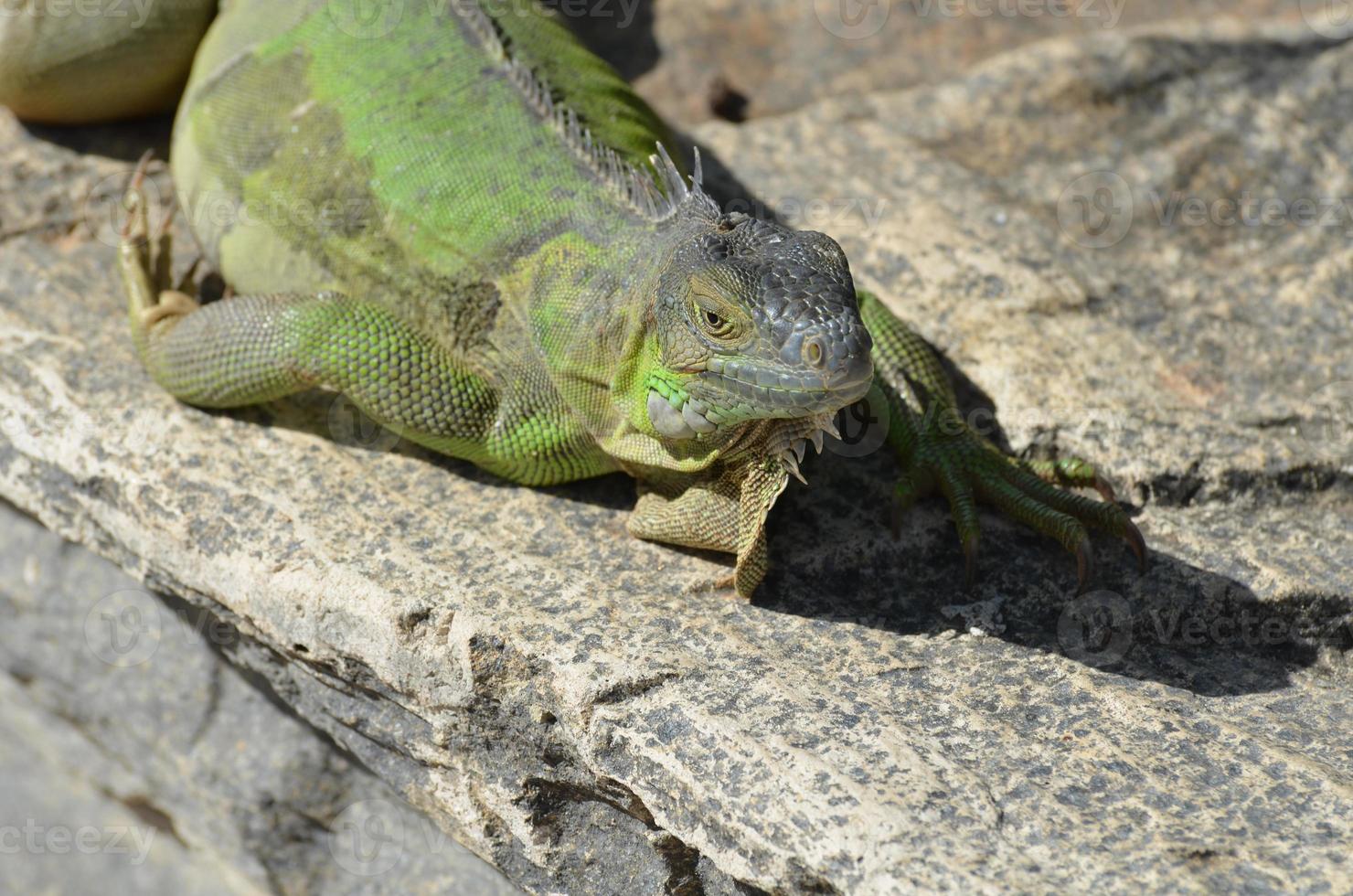 iguana verde descansando al sol foto