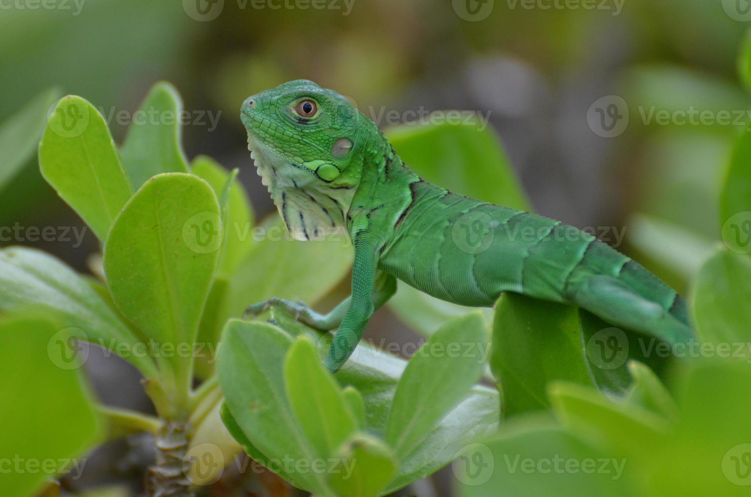 Green Common Iguana In Shrubbery photo