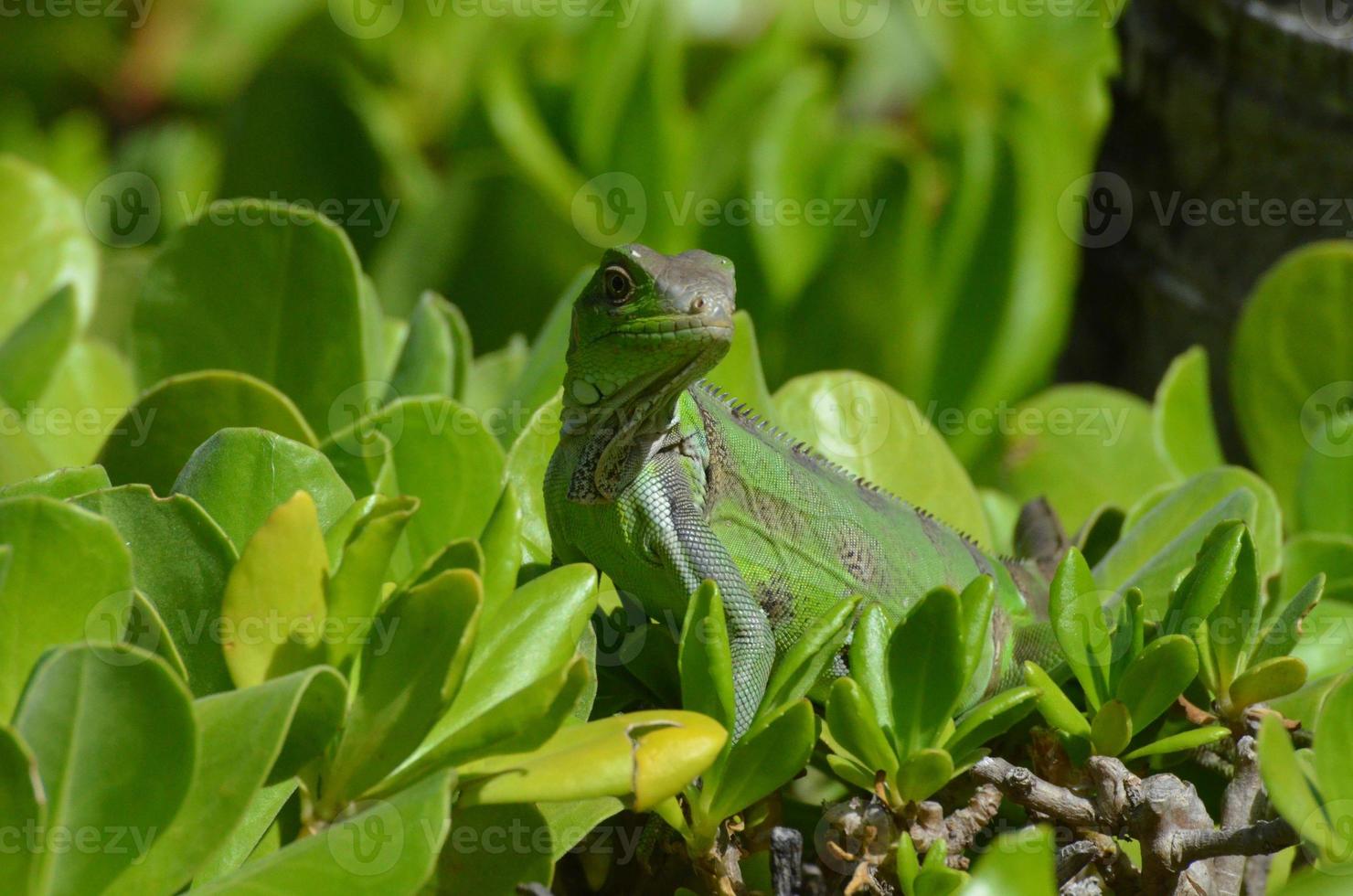 American Iguana Creeping through a Bush photo
