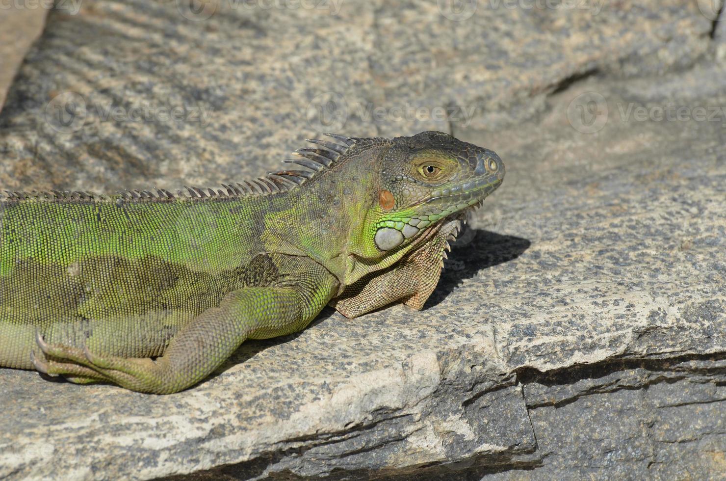 Iguana Warming in the Sunshine photo