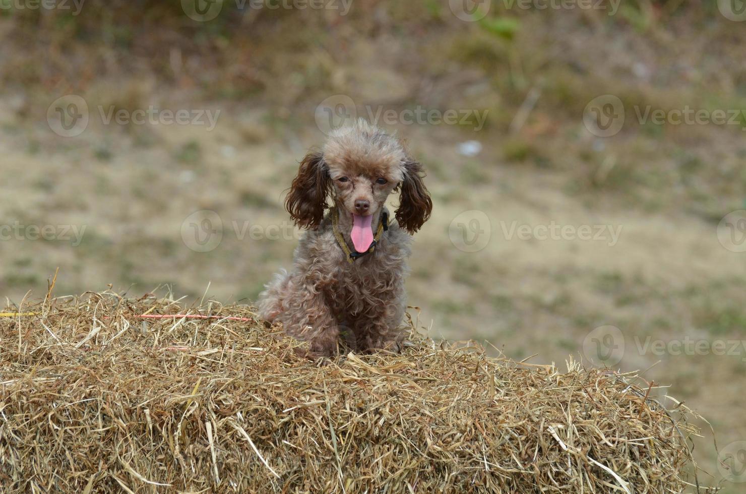 lengua rosa que sobresale de un caniche de juguete marrón foto